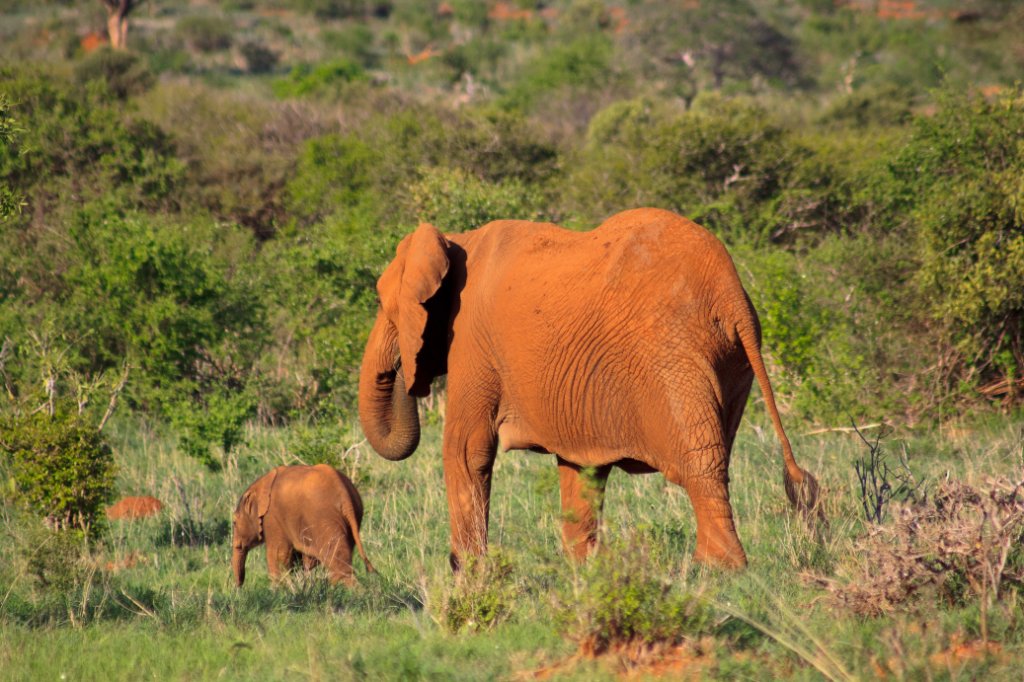 16-Elephant with baby.jpg - Elephant with baby
